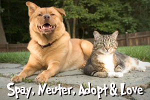 Spay, Neuter, Adopt and Love